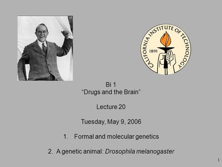 1 Bi 1 “Drugs and the Brain” Lecture 20 Tuesday, May 9, 2006 1.Formal and molecular genetics 2. A genetic animal: Drosophila melanogaster.