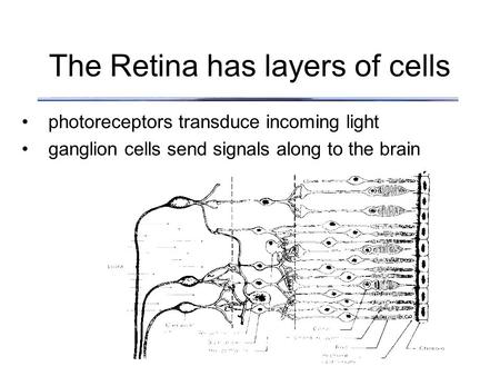 The Retina has layers of cells