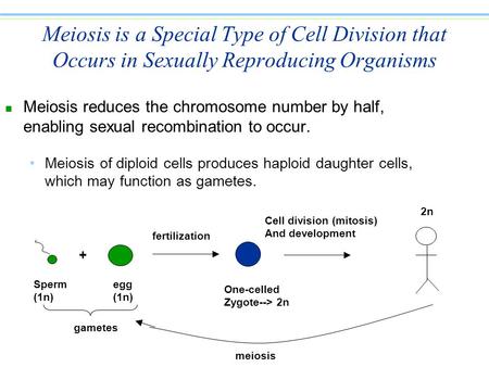 Meiosis is a Special Type of Cell Division that Occurs in Sexually Reproducing Organisms Meiosis reduces the chromosome number by half, enabling sexual.