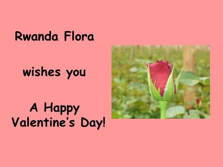 Rwanda Flora wishes you A Happy Valentine’s Day!.