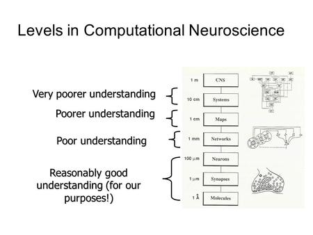 Levels in Computational Neuroscience Reasonably good understanding (for our purposes!) Poor understanding Poorer understanding Very poorer understanding.