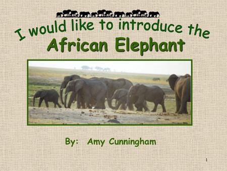 1 By: Amy Cunningham African Elephant. 2 The African elephant male stands up to ten feet high to its shoulder, and weighs up to six tons. The female is.