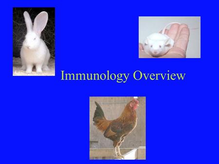 Immunology Overview. Innate vs Acquired Immunity Non-specific, rapid Physical, Chemical Barriers Complex Biochemical Mechanisms –Fever –Inflammation –Complement.