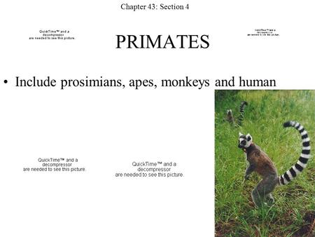 PRIMATES Include prosimians, apes, monkeys and human Chapter 43: Section 4.