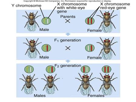 Chromosomes and Inheritance