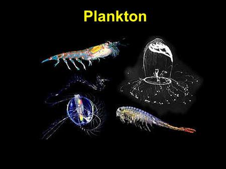 Plankton.