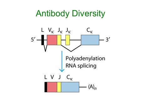 Antibody Diversity.