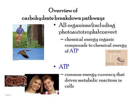 Overview of carbohydrate breakdown pathways All organisms (including photoautotrophs) convert – chemical energy organic compounds to chemical energy of.