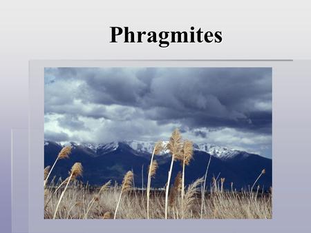 Phragmites. Phragmites, what are they?  A wetland species found across the United States  It is also known as a common reed.