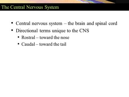 The Central Nervous System Central nervous system – the brain and spinal cord Directional terms unique to the CNS Rostral – toward the nose Caudal – toward.