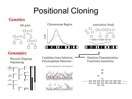 Positional Cloning LOD Sib pairs Chromosome Region Association Study Genetics Genomics Physical Mapping/ Sequencing Candidate Gene Selection/ Polymorphism.