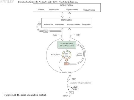 Figure The citric acid cycle in context.