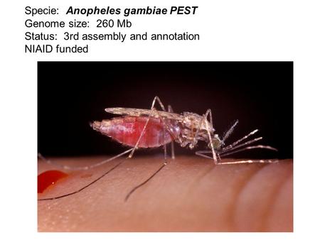 Specie: Anopheles gambiae PEST Genome size: 260 Mb Status: 3rd assembly and annotation NIAID funded.