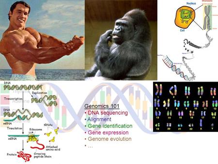 Genomics 101 DNA sequencing Alignment Gene identification Gene expression Genome evolution …