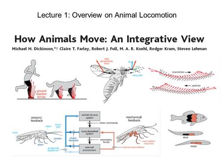 Lecture 1: Overview on Animal Locomotion. Control systems are closely coupled = (controller) (plant) Feedforward Control.