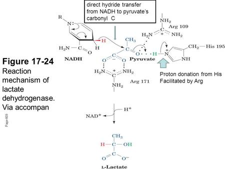 Figure Reaction mechanism of lactate dehydrogenase. Via accompan
