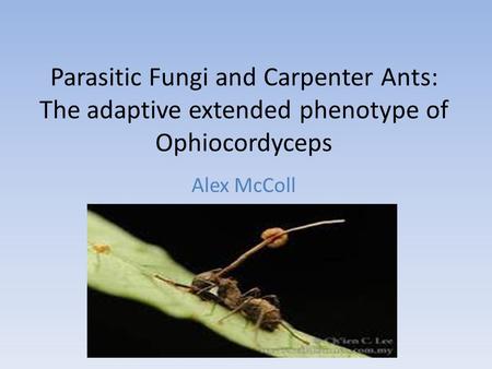 Parasitic Fungi and Carpenter Ants: The adaptive extended phenotype of Ophiocordyceps Alex McColl.