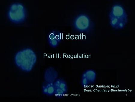 BMOL 6106 - W20051 Cell death Part II: Regulation Eric R. Gauthier, Ph.D. Dept. Chemistry-Biochemistry.