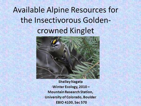 Available Alpine Resources for the Insectivorous Golden- crowned Kinglet Shelley Nagata -Winter Ecology, 2010 – Mountain Research Station, University of.
