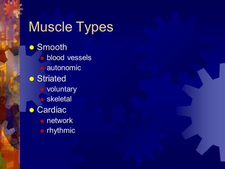 Muscle Types  Smooth  blood vessels  autonomic  Striated  voluntary  skeletal  Cardiac  network  rhythmic.