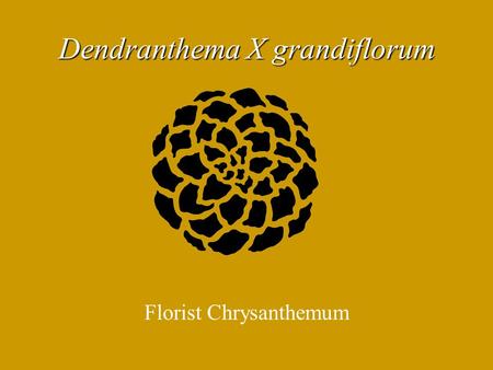 Dendranthema X grandiflorum