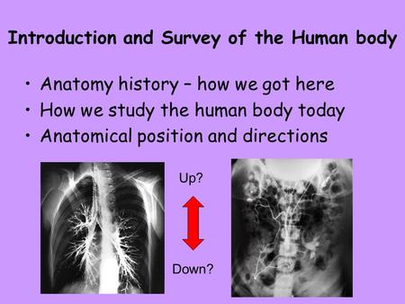 Introduction and Survey of the Human body Anatomy history – how we got here How we study the human body today Anatomical position and directions Up? Down?