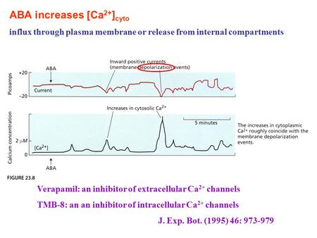 ABA increases [Ca 2+ ] cyto influx through plasma membrane or release from internal compartments Verapamil: an inhibitor of extracellular Ca 2+ channels.
