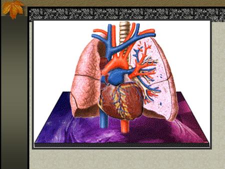 The Respiratory System Pulmonary Anatomy and Physiology Chapter 15: 393-423.