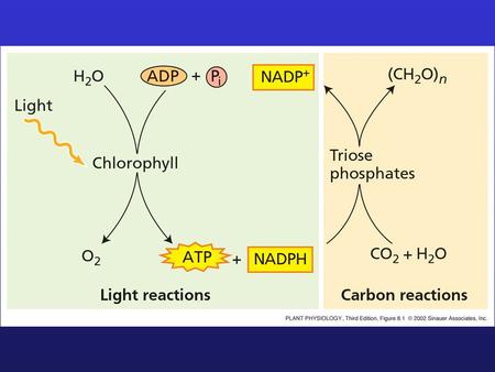 Rubisco (Triose-phosphate) CALVIN CYCLE: NET REACTION 6CO 2 + 11H 2 0 + 12 NADPH + 18ATP  Fructose-6-phosphate + 12 NADP + + 6H + + 18ADP 17 P.