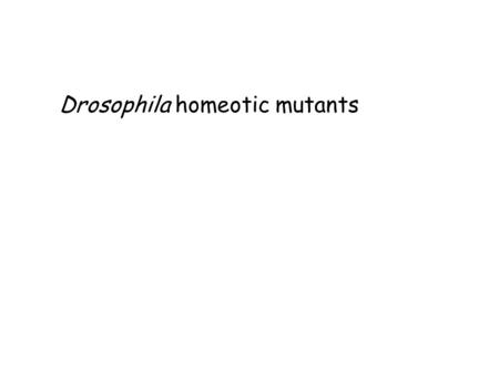 Drosophila homeotic mutants
