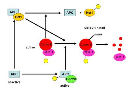CDK 1 Cyclin B active CDK 1 Cyclin B ubiquitinated uuuu APC Cdc20 APC active inactive APC Hct1 APC Hct1 + CDK 1.