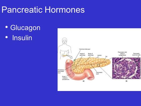Pancreatic Hormones Glucagon Insulin.