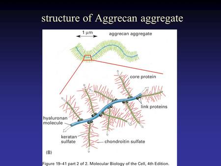 Structure of Aggrecan aggregate. Collagen fibril embedded in proteoglycan molecules.