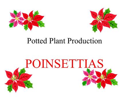 Potted Plant Production POINSETTIAS. Introduction Euphorbia pulcherrima Native to mexico #1 potted flowering crop in US Grown for showy bracts Cyathia.