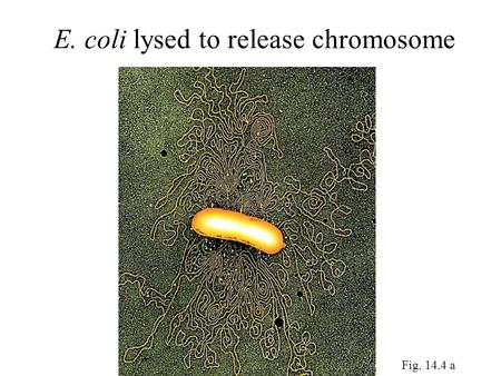 E. coli lysed to release chromosome Fig. 14.4 a. General overview of bacteria One of the three major lineages of life –Eukaryotes – organisms whose cells.