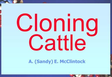 Cloning Cattle A. (Sandy) E. McClintock Embryo Multiplication and Transfer “Cloning” Until recently - embryo cloning only –Many labs are involved worldwide.