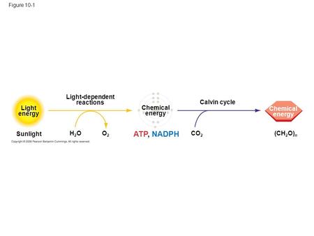 Figure 10-1 Light energy Sunlight H2OH2OO2O2 Light-dependent reactions ATP, NADPH Chemical energy CO 2 Calvin cycle (CH 2 O) n Chemical energy.