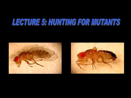 A mutant is different than “normal”. The mutant characteristic is passed on to the next generation.