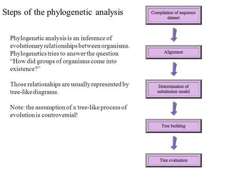 Steps of the phylogenetic analysis