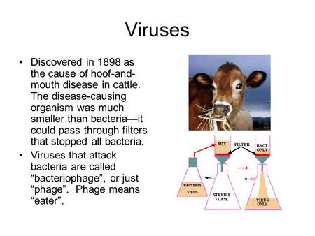 Viruses Discovered in 1898 as the cause of hoof-and-mouth disease in cattle. The disease-causing organism was much smaller than bacteria—it could pass.
