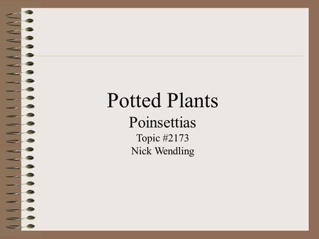 Potted Plants Poinsettias Topic #2173 Nick Wendling.