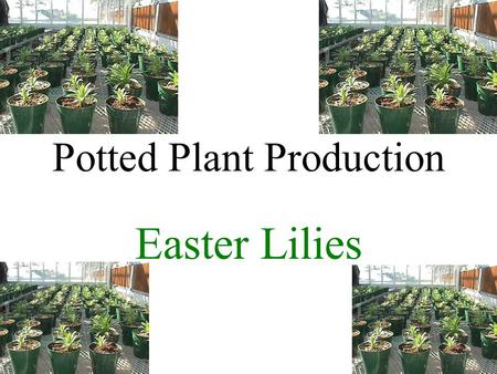 Potted Plant Production Easter Lilies. Introduction Lilium longiflorum Native to Islands south of Japan Introduced to England in 1819 Bulb production.