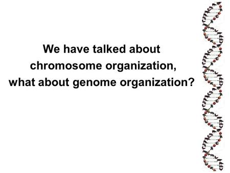 chromosome organization, what about genome organization?
