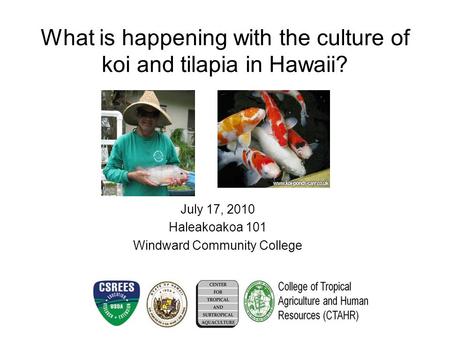 What is happening with the culture of koi and tilapia in Hawaii? July 17, 2010 Haleakoakoa 101 Windward Community College.
