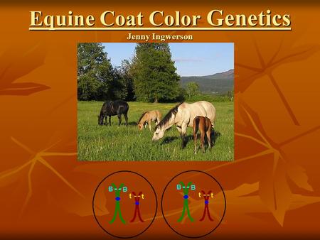 Equine Coat Color Genetics Jenny Ingwerson. Basic Principles  32 pairs of chromosomes  Genes control expression of traits and are located along chromosome.