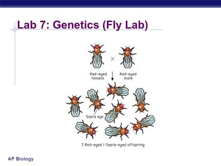 Lab 7: Genetics (Fly Lab)