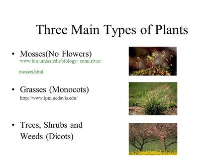 Three Main Types of Plants Mosses(No Flowers)  conn.river/ mosses.html Grasses (Monocots)  Trees,