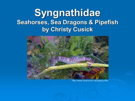 Syngnathidae Seahorses, Sea Dragons & Pipefish by Christy Cusick