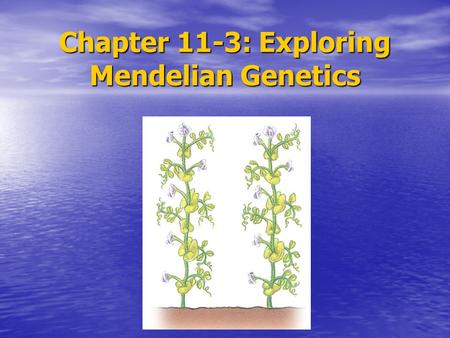 Chapter 11-3: Exploring Mendelian Genetics. To determine if the segregation of one pair of alleles affects the segregation of another pair of alleles,
