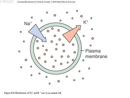 Essential Biochemistry by Pratt & Cornely, © 2004 John Wiley & Sons, Inc. Figure 8.01 Distribution of Na + and K + ions in an animal cell.